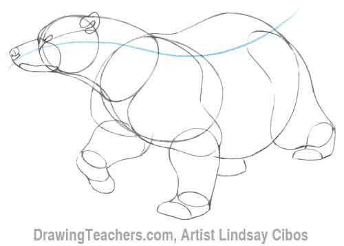 How to Draw a Bear Step 5