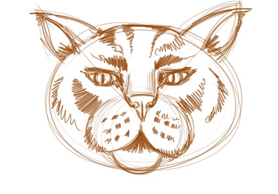 How to Draw a Cat Face Step 2