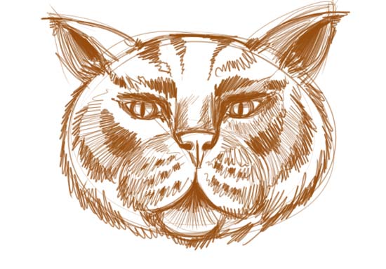 How to Draw a Cat Face Step 8