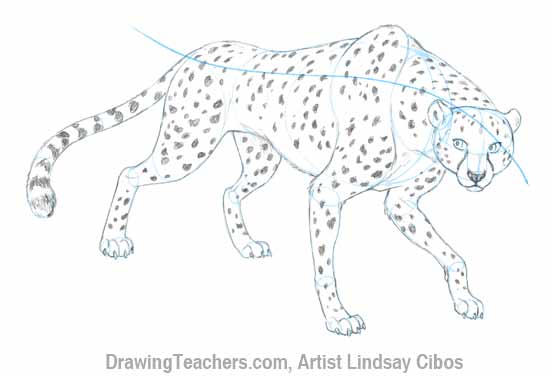 How to Draw a Cheetah Step 7