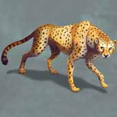 How to Draw a cheetah
