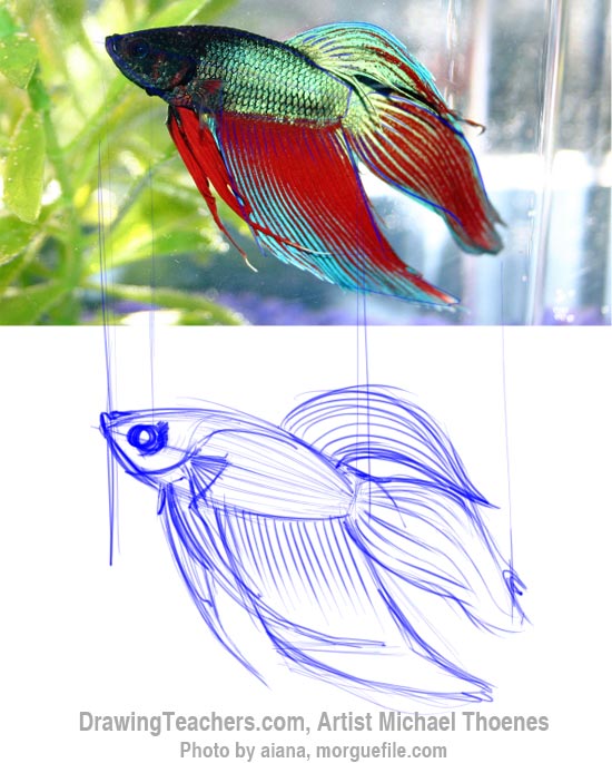 How to Draw a Siamese Fighting Fish Step 4