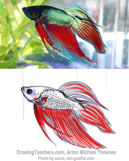 How to Draw a Siamese Fighting Fish Step 8
