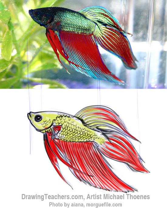 How to Draw a Siamese Fighting Fish Step 9