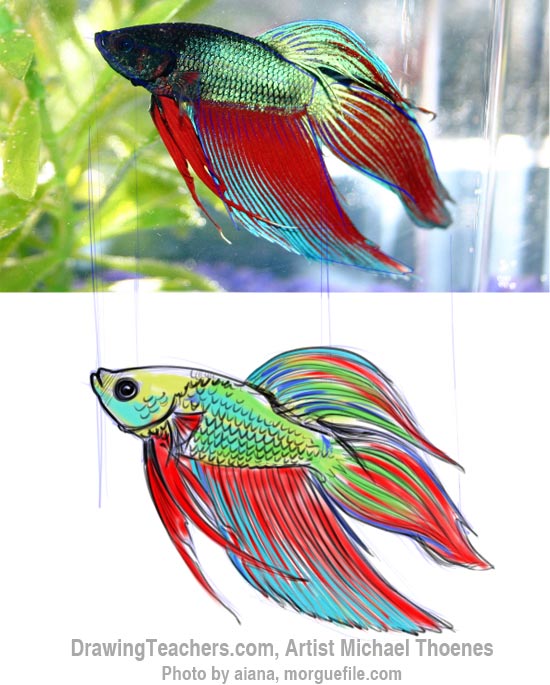 How to Draw a Siamese Fighting Fish Step 11