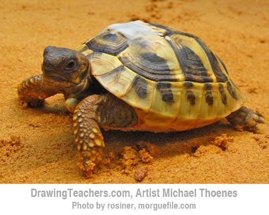 How to Draw a Turtle 2