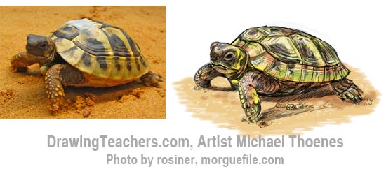 How to Draw a Turtle 13