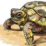 How to Draw a Turtle 16