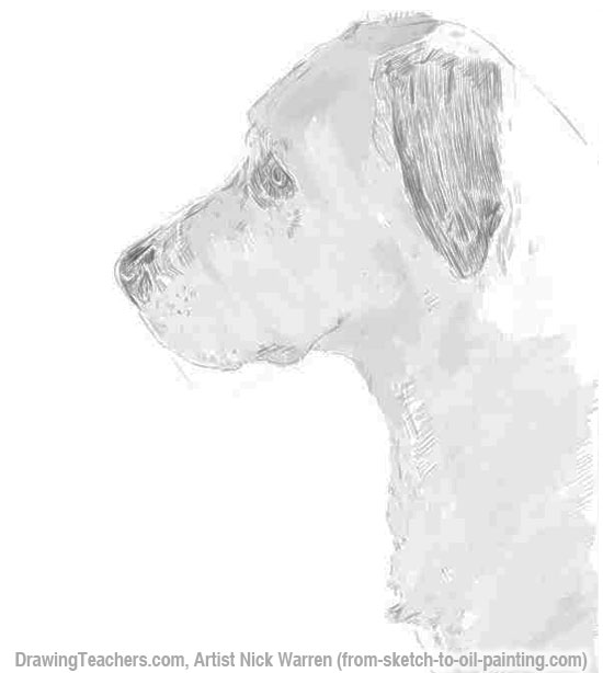 Aprenda a desenhar Dogss Cabeça