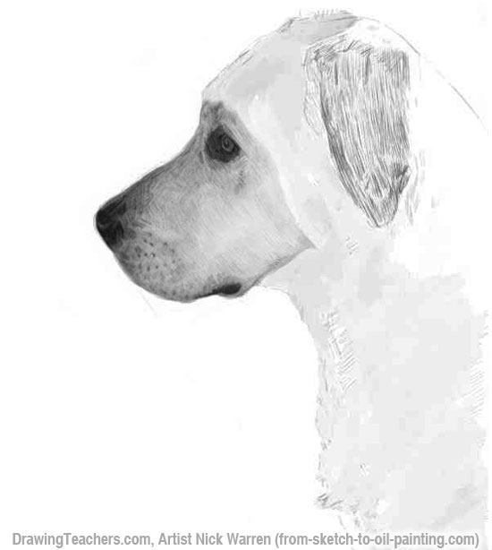 Desenho do cão