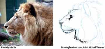 Lion Drawing Step 7 - How to Draw a Lion