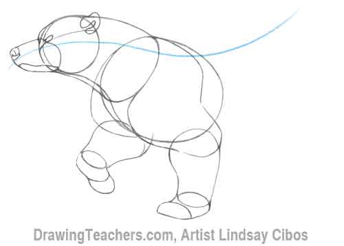 How to Draw a Bear Step 4