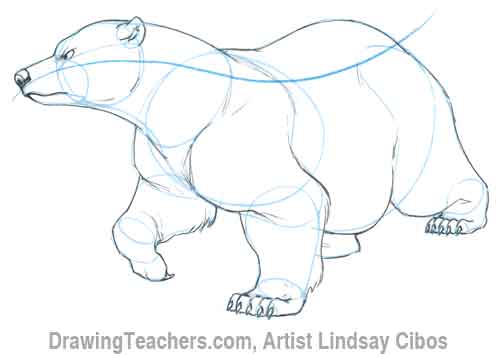 How to Draw a Bear Step 6