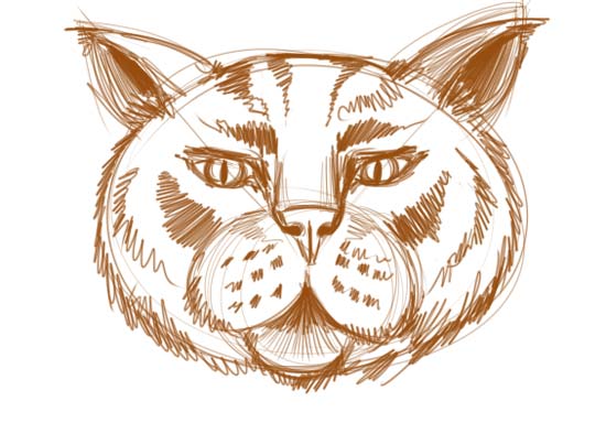 How to Draw a Cat Face Step 7