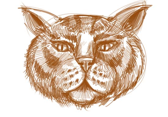 How to Draw a Cat Face Step 9