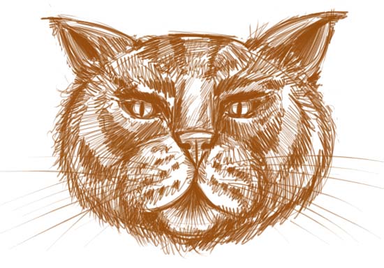 How to Draw a Cat Face Step 11