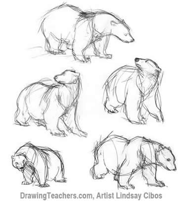 How to Draw a Polar bear