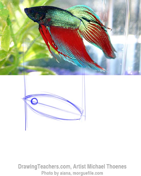 How to Draw a Siamese Fighting Fish Step 2