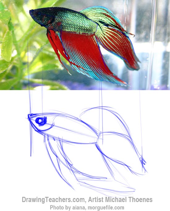 How to Draw a Siamese Fighting Fish Step 3