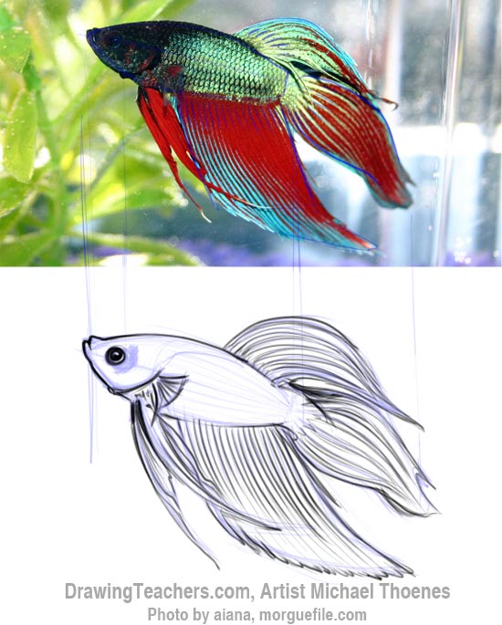 How to Draw a Siamese Fighting Fish Step 5