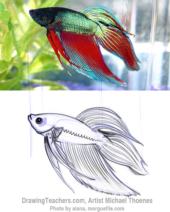 How to Draw a Siamese Fighting Fish Step 6