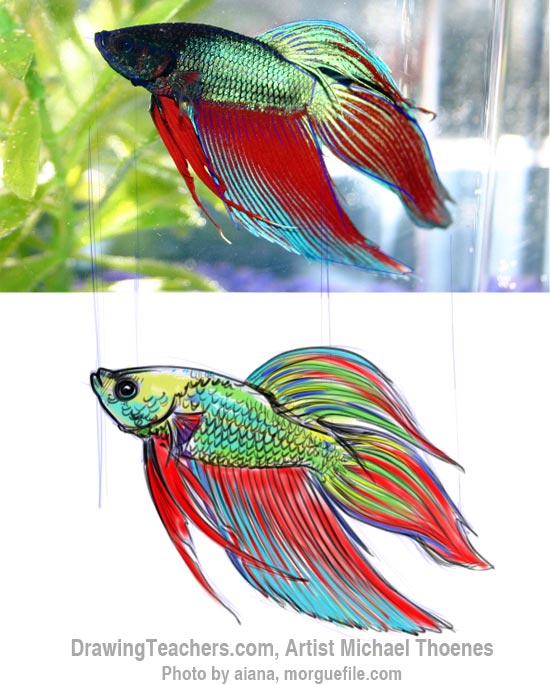 How to Draw a Siamese Fighting Fish Step 12