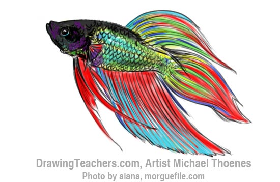 How to Draw a Siamese Fighting Fish Step 14
