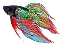 How to Draw a Siamese Fighting Fish Step 16
