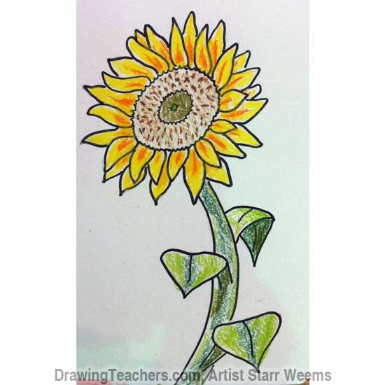 How to Draw a Sunflower 6