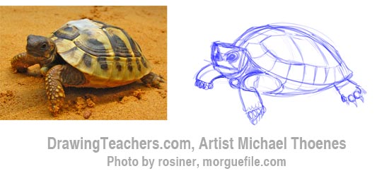 How to Draw a Turtle 4