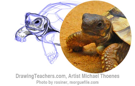 How to Draw a Turtle 5