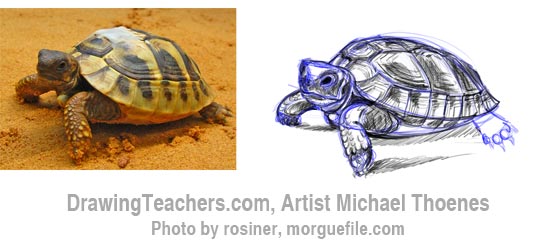 How to Draw a Turtle 6