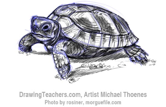 How to Draw a Turtle 8