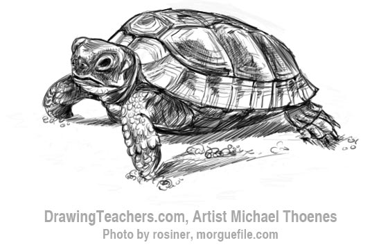 How to Draw a Turtle 9