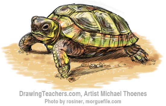 How to Draw a Turtle 13