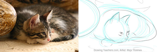 Pictures to Draw Cats